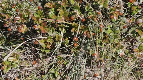 Large colony of red ladybugs moving through green grass and plants in a sunny Stock Footage 344728910