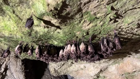 Large Colony of Sleeping Bats Hanging Close Together Inside Dark Cave Video stock 328996909