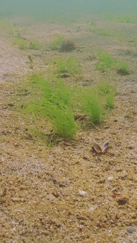 Large colony of unicellular algae emitting gas and small islets with Sea Lettuce Video stock 338023475