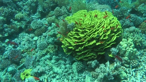 A large colony of Yellow Scroll Coral (Turbinaria reniformis) Vidéo