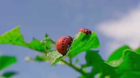 A large Colorado potato beetle larva eats a potato leaf close-up against a sky Stock Footage 314248564