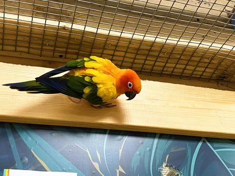 A large colored parrot in a cage Stock Photos