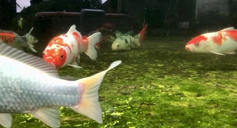 Large Colorful Koi Fish Swimming Underwater in Clear Pond 4K Close Up Stock Footage 329745341