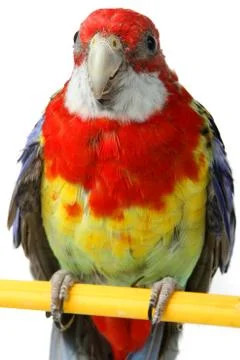 Large colorful parrot Stock Photos