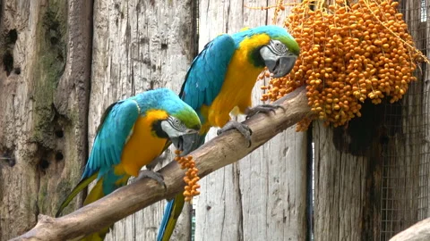 Large colorful parrots Stock Footage 291021096