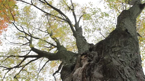 Large colorful tree 動画素材 51517337