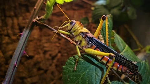 A large Colourful grasshopper cleaning  Stock Footage 267447733