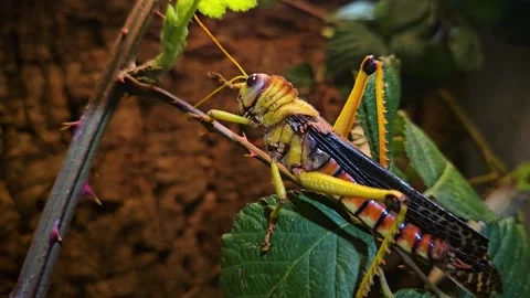 A large Colourful grasshoppers Stock Footage 267564855