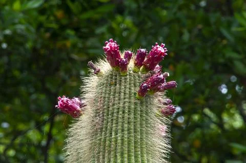 Large column cactus with long sharp thorns and purple flower Stock Photos