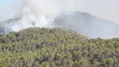 Large column of smoke. Forest burning with great intensity. Stock Footage 199311298
