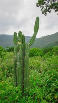 Large columnar cactus with an open fruit in a vibrant green, mountainous na.. Stock Photos