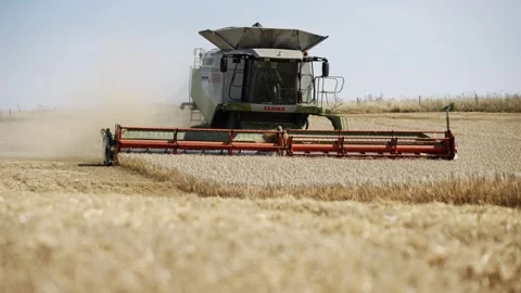 A large combine harvester is in the process of harvesting wheat Video stock 297949156