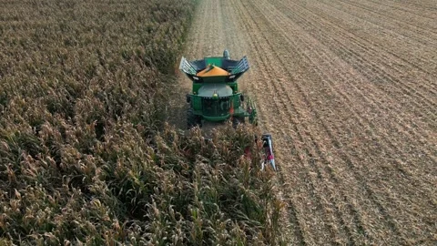 Large Combine Harvester Working in a Wheat Field Stock Footage 318512535