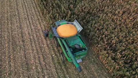 Large Combine Harvester Working in a Wheat Field Stock Footage 318514407