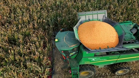 Large Combine Harvester Working in a Wheat Field Stock Footage 318514675