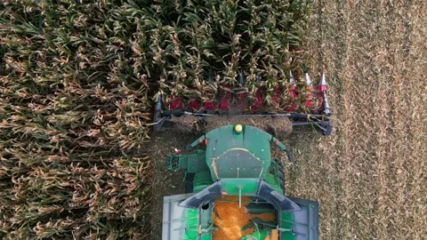 Large Combine Harvester Working in a Wheat Field Stock Footage 318515083