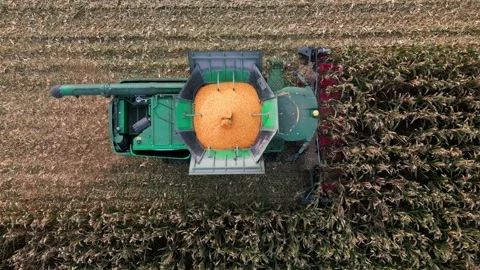 Large Combine Harvester Working in a Wheat Field Stock Footage 318515138