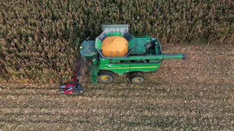 Large Combine Harvester Working in a Wheat Field Stock Footage 318515501