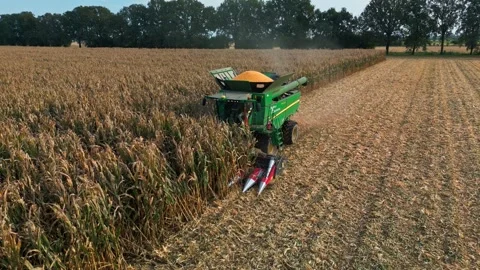 Large Combine Harvester Working in a Wheat Field Stock Footage 318519840