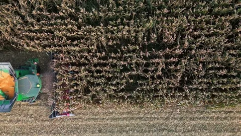 Large Combine Harvester Working in a Wheat Field Stock Footage 318520704