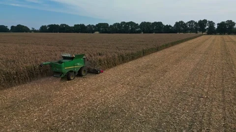 Large Combine Harvester Working in a Wheat Field Stock Footage 318523551