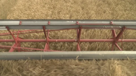Large combine header mows the wheat. Big harvest reaper working in field. Stock Footage 166017088