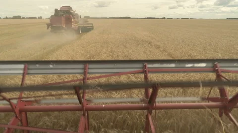 Large combine header mows the wheat. Big harvest reaper working in field. Stock Footage 166017190