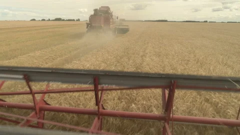 Large combine header mows the wheat. Big harvest reaper working in field. Stock Footage 166017315