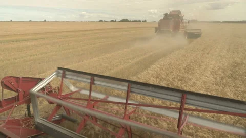 Large combine header mows the wheat. Big harvest reaper working in field. Video stock 166017582