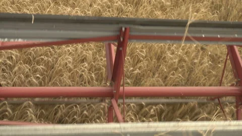Large combine header mows the wheat. Big harvest reaper working in field. Stock Footage 166017695