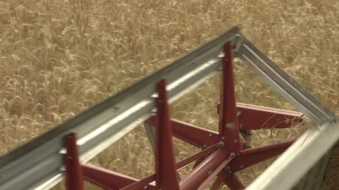 Large combine header mows the wheat. Big harvest reaper working in field. Stock Footage 166017806