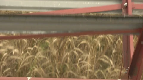 Large combine header mows the wheat. Big harvest reaper working in field. Stock Footage 166017979