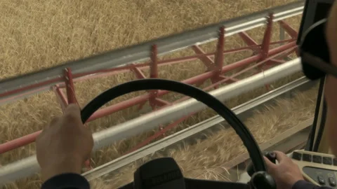 Large combine header mows the wheat. Big harvest reaper working in field. Stock Footage 166018343