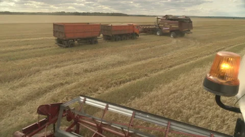 Large combine header mows the wheat. Big harvest reaper working in field. Stock Footage 166019245