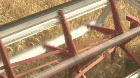 Large combine header mows the wheat. Big harvest reaper working in field. Stock Footage 166020128