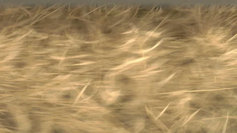 Large combine header mows the wheat. Big harvest reaper working in field. Stock Footage 166020453