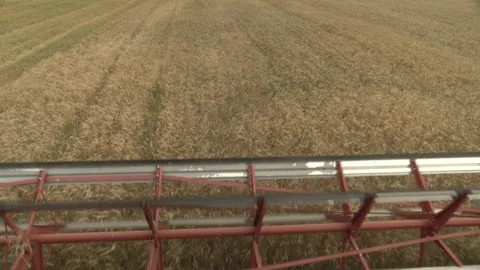 Large combine header mows the wheat. Big harvest reaper working in field. Stock Footage 166020751