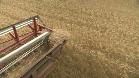 Large combine header mows the wheat. Big harvest reaper working in field. Stock Footage 166020866