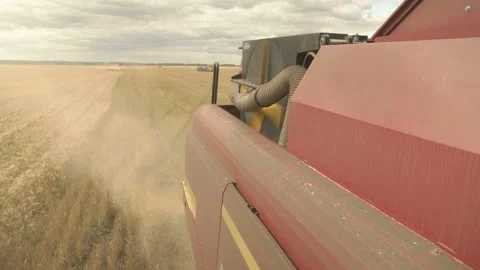 Large combine header mows the wheat. Big harvest reaper working in field. Stock Footage 166021023