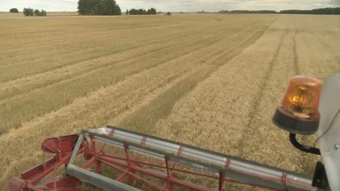 Large combine header mows the wheat. Big harvest reaper working in field. Stock Footage 166021264