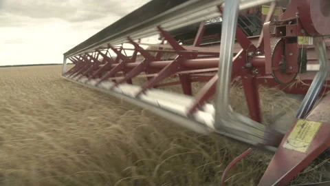 Large combine header mows the wheat. Big harvest reaper working in field. Stock Footage 166021497