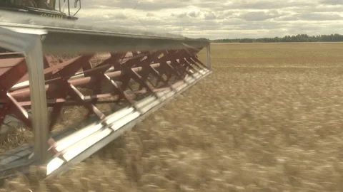 Large combine header mows the wheat. Big harvest reaper working in field. Stock Footage 166022697