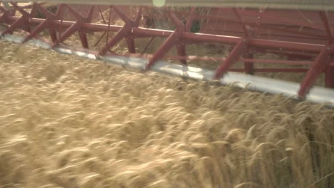 Large combine header mows the wheat. Big harvest reaper working in field. Stock Footage 166022988