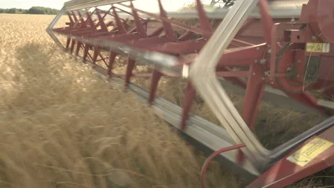 Large combine header mows the wheat. Big harvest reaper working in field. Stock Footage 166023201