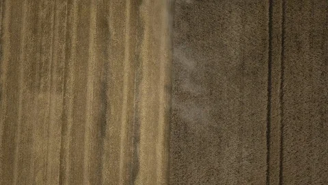 Large combines harvest the ripened cereal crop on the farm fields. Seasonal rye. Stock Footage 113486765