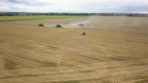 Large combines harvest the ripened cereal crop on the farm fields. Seasonal rye. Stock Footage 113486816