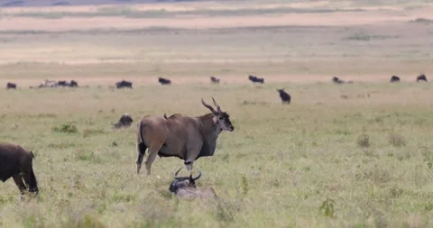 A large common Eland antelope and wildebeest in the Ngorongoro Crater, Tanz.. Video stock 313636431