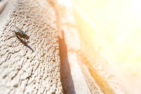Large common green fly in the rays of the morning sun. it has blue hue, big e Stock Photos