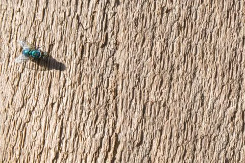 Large common green fly under sunlight. it has blue hue, big eyes, transparent Stock Photos