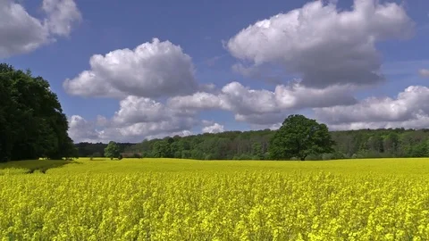 Large common oak in a rape field in blossom. Bird song. Video stock 75874999